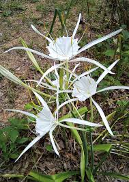 White Lycoris Radiata Flower Seed for Plantings for Planting - Elegant Planting Seed for Plantings for Planting for Beau