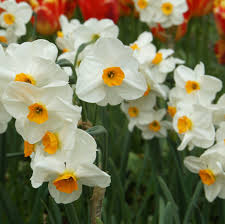 Thick Orange White Daffodils Flower Seeds for Planting Easy to Grow Heirloom & GMO Free Seeds for Home Garden Sale
