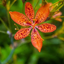 Red Leopard Flower Seeds for Planting - Brighten Your Garden