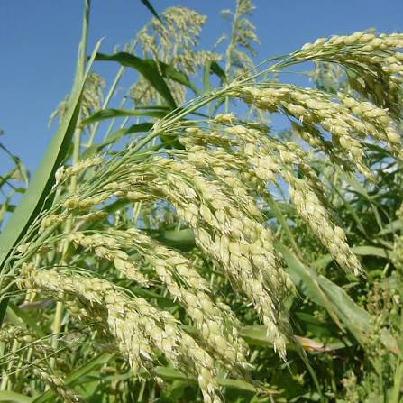 Tarahumara Sorghum Seeds for Planting