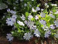 White Blue Maculata Flower Seeds for Planting  Ideal for Creating Stunning Garden Blooms and Attracting Pollinators