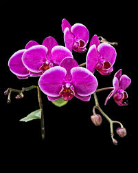 Lavender Phalaenopsis Orchid Flower seeds for Planting - Easy to Grow, Heirloom & GMO Free Seeds for Home Garden