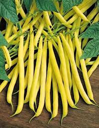 Yellow Bush Bean Seeds for Your Garden