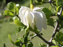 White Volkensii Flower Seeds for Planting  Seed for Stunning Blooms in Your Garden Landscape