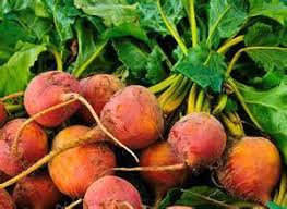 Orange Beet Seeds for Vegetable Planting