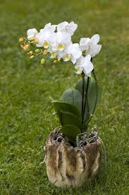 White Orchid Planting Seeds  Perfect for Serene White Blooms in Home Gardens