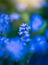 Alpenblumensamen Flower Seeds for Planting in Alpine Garden