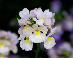 White Nemesia Strumosa Flower Seeds for Planting  Seed for Elegant Garden Accents