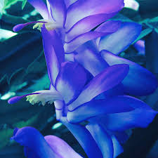 Zygocactus Truncatus Flower Seeds for Planting  Mixed Colors, Ideal for Indoor/Outdoor Gardens