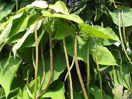 Green Catalpa Bignonioides Seeds for Planting