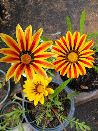 Red Yellow Gazania Flower Seeds for Planting Compact Growth Heirloom & GMO Free Seeds for Home Garden
 
 Sale