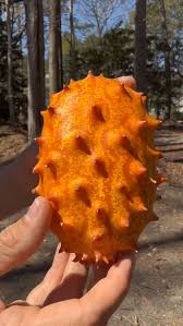 Orange Kiwano Seeds for Planting
