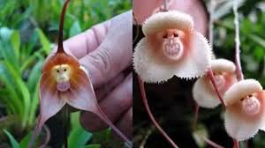 Monkey Orchid Seeds for Planting  Unique Mixed Collection