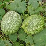 Green Cucurbita Pepo Ficifolia Seeds for Easy Planting