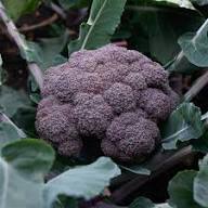 Purple Broccoli Seeds for Planting - Vibrant, Nutritious Vegetable