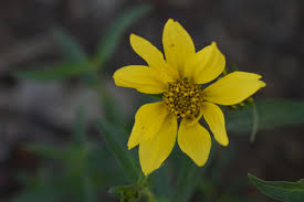 Auffälliges GOLDENEYE Viguiera Multiflora Seeds for Bright, Yellow Flowers