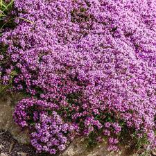 Evergrowseeds Elfin Thyme herb seeds for fragrant, low-growing ground cover, shown in a clear packet with green thyme foliage.