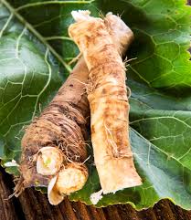 Russian Horseradish Vegetable Seeds for Home Planting