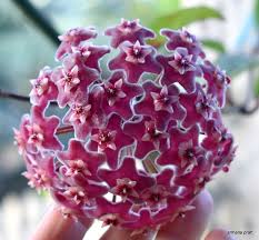 Light Purple Hoya Carnosa Flower Seeds for Planting Vibrant Colors Heirloom & GMO Free Seeds for Home Garden
 
 Sale