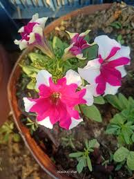 White Pink Double Petunia Flower Seeds for Planting  Seed for Lush Blooms, Ideal for Garden Beautification