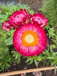 Helichrysum Red Bracteatum Flower Seeds for Planting Vibrant Annuals Heirloom Non-GMO Seeds