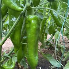 Chili Pepper Vegetable Seeds for Easy Planting
