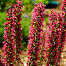 Red Amoenum Flower Planting Seed for Plantings for Planting - Vibrant Crimson Blooms for Your Garden Heirloom Non-GMO Se
