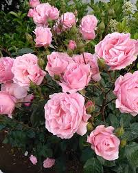 Rosenbusch Flower Seeds for Planting  Beautiful Blossoms for Your Garden