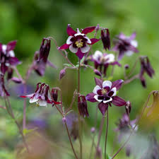Purple White William Guiness Flower seeds for Planting - Compact Growth, Heirloom & GMO Free Seeds for Home Garden