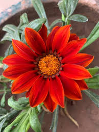 Red Gazania Flower Seeds for Planting Hardy Variety Heirloom & GMO Free Seeds for Home Garden
 
 Sale