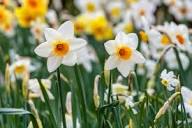 Narcissus Flower Seeds for Planting  Grow Beautiful Cream Blooms