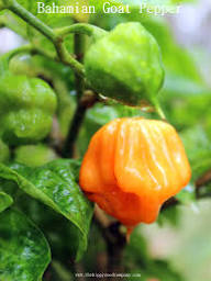 Bahamian Vegetable Seeds for Planting