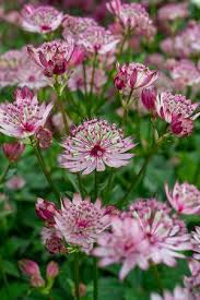 Pink Masterwort Seeds for Planting - Elegant Blooms for Your Garden