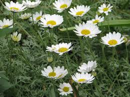 Argyranthemum Flower Seeds: Essential Planting Guide