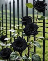 Rose Flower Black Seeds for Planting  Seed for Stunning Dark Blooms