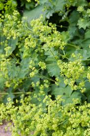 Planting Guide for Achemilla Mollis Seeds