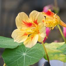 Peach Nasturtium Flower Seeds for Planting Perfect for Borders Heirloom & GMO Free Seeds for Home Garden Sale