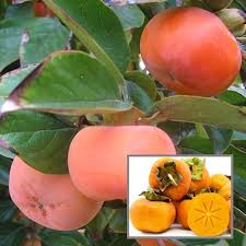 Orange Persimmon Seeds for Planting - Grow Juicy Fruit Trees