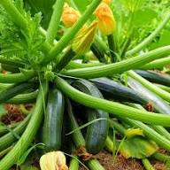Squash Vegetable Seeds for Planting