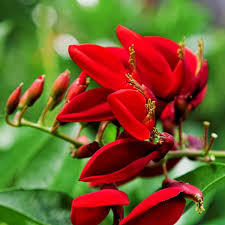 Red Coral Tree Seeds - Erythrina Corallodendron for Planting