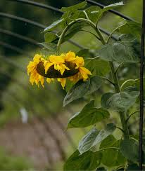 Giant Yellow Sunflower Seeds for Planting