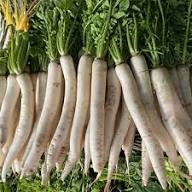 Radish Vegetable Seeds for Planting