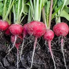 Radish Vegetable Seeds for Home Planting