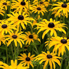 Rudbeckia Fulgida Flower Seeds for Planting  Brighten Your Garden with Perennial Blooms