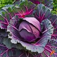 Red Acre Cabbage Seeds for Planting  Grow Heirloom Purple Cabbage