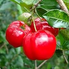 Rocoto Vegetable Seeds for Planting - Grow Your Own Spicy Peppers - Evergrowseeds