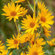 Yellow Maximiliani Flower Seeds Planting