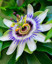 Passion Flower seeds for Planting Seasonal Bloomer Heirloom & GMO Free Seeds for Home Garden