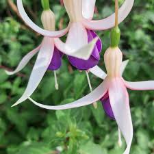 White Purple Fuchsia Hybrida Flower Seeds – Garden Favorite Heirloom & NonGMO
 
 Sale