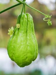 Chayote Seeds for Planting - Premium Vegetable Seeds